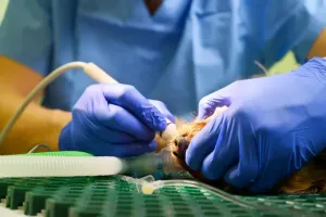 Endoskop weterynaryjny